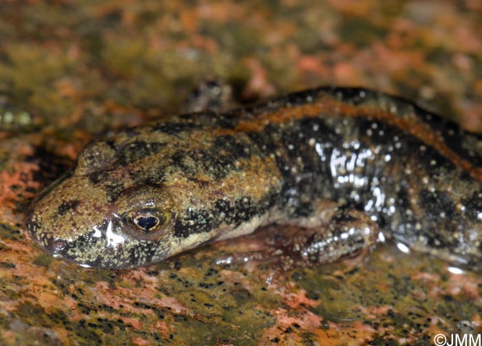 Euproctus Platycephalus Euprocte De Sardaigne